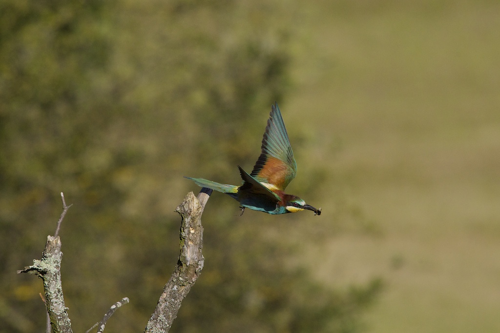 Bee Eater 3